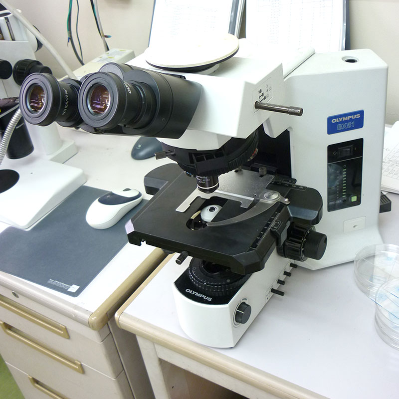 培養や顕微鏡による観察